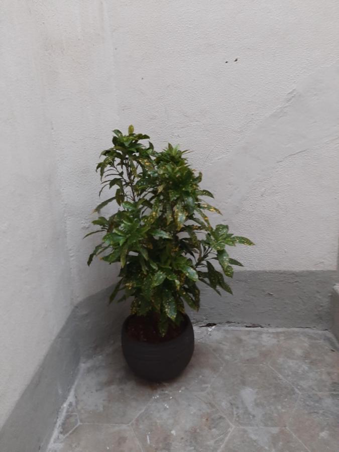 Appartement Al Crocifisso...Da Nonna Pia à Salernes Extérieur photo